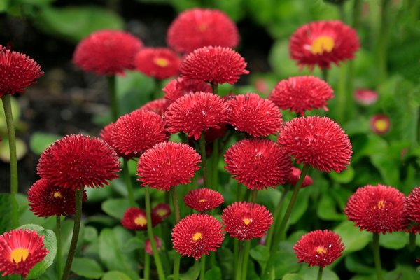 Les meilleurs arbustes fleuris anti-vent : parfaits pour embellir votre jardin urbain !