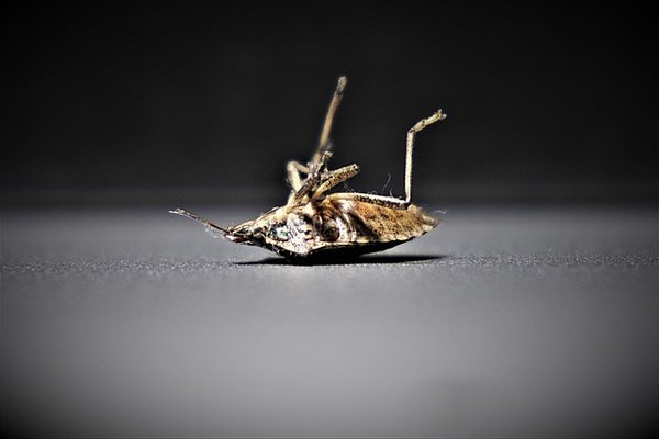 Punaises de lit : solution efficace en 4 heures chrono